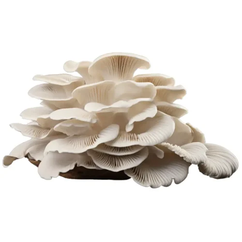 Ciuperci pleurotus