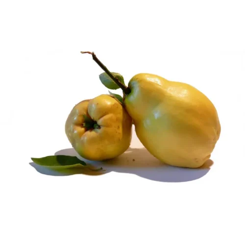 Gutui