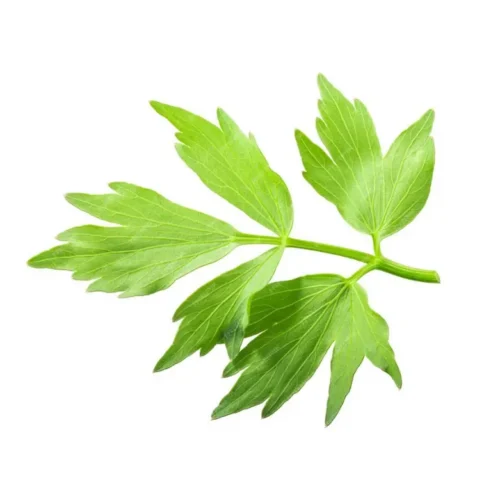 Leustean